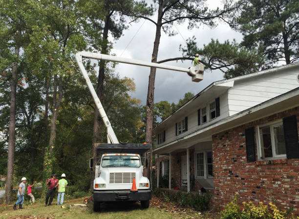 How Our Tree Care Process Works  in  Alexandria, IN